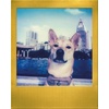 image:imagePolaroid Go Color Film  Black Frame 16 Photos 6211  Only Compatible with Polaroid Go CameraGold