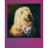 image:imagePolaroid Go Color Film  Black Frame 16 Photos 6211  Only Compatible with Polaroid Go CameraMulticolor Frame